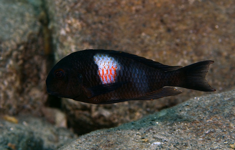 Tropheus sp. 'kirschfleck' Luagala Point